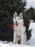 Siberian Husky on Lead Carrying a Bag, USA