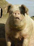 Free Range Organic Sow Portrait, Wiltshire, UK