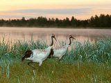 Japanese / Red-Crowned Crane Pair, Khingansky Zapovednik, Russia