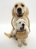Domestic Dog (Canis Familiaris) Carrying Puppy in Basket