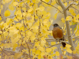 American Robin, Male in Aspen Tree, Grand Teton National Park, Wyoming, USA