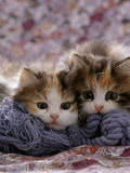 Buy Domestic Cat Kittens, 8-Weeks, Tortoiseshell-And-White Sisters, (Persian-Cross') at AllPosters.com
