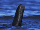 African Elephant Trunk Used as Snorkel While Swimming, Chobe National Park, Botswana