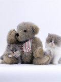 Domestic Cat, Two Persian Kittens with Teddy Bear