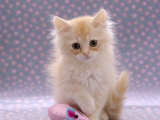 Domestic Cat, 8-Week Fluffy Cream Kitten with Sad Expression