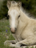 Mustang / Wild Horse Filly Portrait, Montana, USA Pryor Mountains Hma
