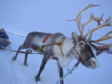 Buy Reindeer Pulling Sledge, Stora Sjofallet National Park, Lapland, Sweden at AllPosters.com