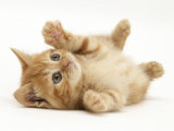 Ginger Domestic Kitten (Felis Catus) Rolling on Back Playing