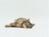 Female Domestic Tabby Cat Lying Down, UK