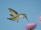 Anna's Hummingbird, Female at Thistle, Chiricahua Mountains, Arizona, USA