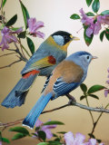 Silver-Eared Mesias (Leiothrix Argentauris), from Asia