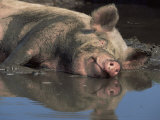 Buy Domestic Pig Wallowing in Mud, USA at AllPosters.com