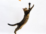 Domestic Cat, Brown Spotted Bengal Female Leaping for Toy