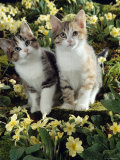 Domestic Cat, 10-Week Sisters, Tabby-Tortoiseshell-And-White Kittens Amongst Primroses