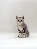 Domestic Cat, 8-Week Silver Tabby Male Kitten