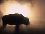 Buy Young Bison, Getting Warmth from Steaming Geyser, Yellowstone, USA at AllPosters.com