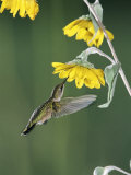 Ruby Throated Hummingbird, Female Feeds at Sunflower, Texas, USA