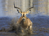 Buy Black Faced Impala, Running Through Water, Namibia at AllPosters.com