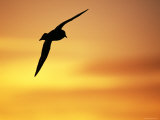 Silhouette of Cape / Pintado Petrel, in Flight, Antarctica