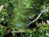 Domestic Cat Leaping at Coal Tit on Bird Bath