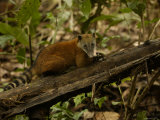 Buy Southern Coati, Amazonia, Ecuador at AllPosters.com