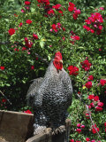 Domestic Chicken, Barred Rock Cochin Bantam Rooster, Iowa, USA