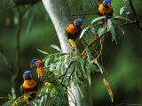 Red Collared Rainbow Lorikeets Flock in Tree, Western Australia