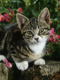 Domestic Cat, Tabby Kitten Portrait