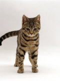 Domestic Cat, Brown Tabby Cat, Lashing Tail While Watching Something