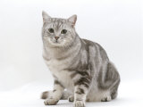 Domestic Cat, 4-Year Silver Tabby Male Kitten