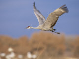 Sandhill Crane in Flight, Bosque Del Apache National Park, NM, USA