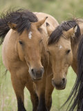 Mustang / Wild Horse Mare and Stallion Bothered by Flies in Summer, Montana, USA Pryor