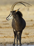 Buy Sable Antelope, Male at Drinking Hole, Namibia at AllPosters.com