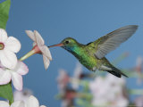 Broad Billed Hummingbird, Male Feeding on Nicotiana Flower, Arizona, USA