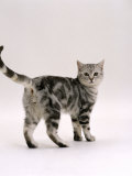 Domestic Cat, 6-Month Silver Tabby Male Kitten