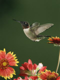 Ruby Throated Hummingbird, Male Flying, Texas, USA