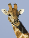 Giraffe, Male Head Portrait, Namibia