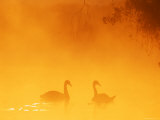 Buy Silhouette Through Mist of Two Mute Swans, on Water, UK at AllPosters.com