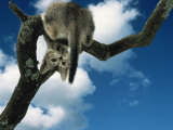 Domestic Cat, Kitten Looking Down from Branch