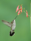 Black Chinned Hummingbird, Female Feeding on Penstemon Flower, Arizona, USA