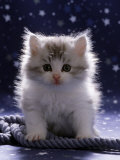 Buy Domestic Cat, 7-Week Fluffy Silver and White Kitten at AllPosters.com