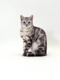 Domestic Cat, One-Year Silver Tabby Male