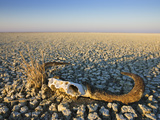 Animal Skull on Cracked Earth, Dry Landscape, Namibia
