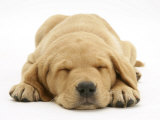 Domestic Labrador Puppy (Canis Familiaris) Sleeping