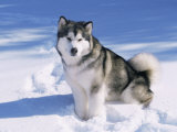 Alaskan Malamute Dog, in Snow, USA