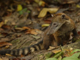 Buy Southern Coati, Amazonia, Ecuador at AllPosters.com