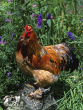 Domestic Chicken, Mixed Breed Rooster, USA