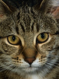 Domestic Cat, Head Portrait of Tabby