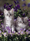 Domestic Cat, 8-Week, Two Fluffy Silver Tabby Kittens Amongst Winter-Flowering Pansies