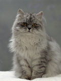 Domestic Cat, Silver Tabby Chinchilla-Cross-Persian in Full Coat